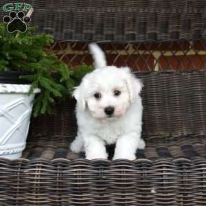Pierre, Bichon Frise Puppy